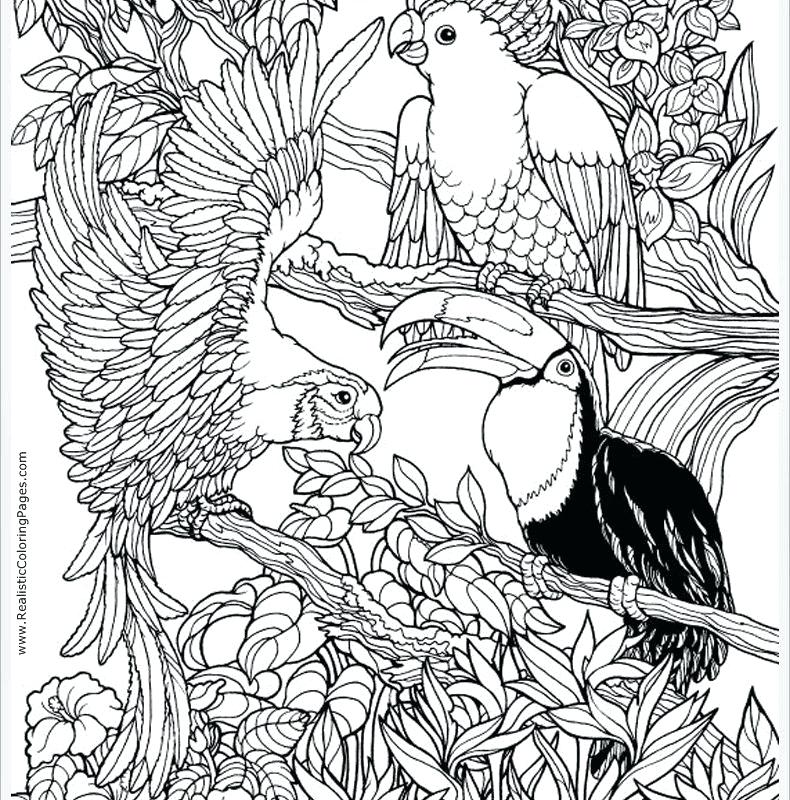 Rainforest Coloring Pages at GetColorings.com | Free printable