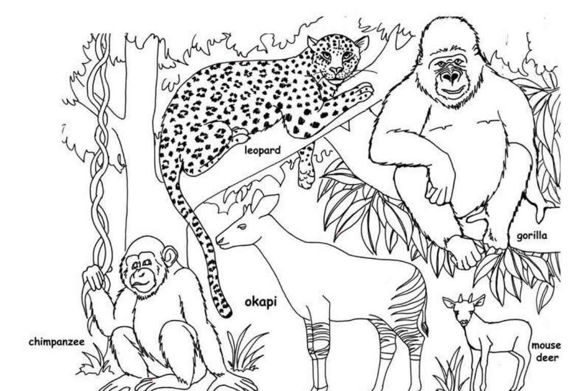 printable-rainforest-animals-printable-word-searches