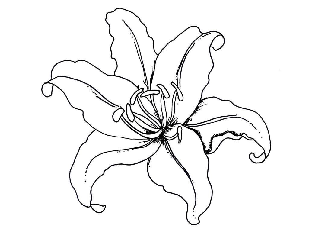 Rainforest Flowers Coloring Pages at GetColorings.com | Free printable