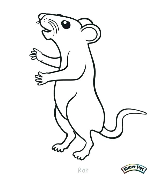 Rat Coloring Pages at GetColorings.com | Free printable colorings pages