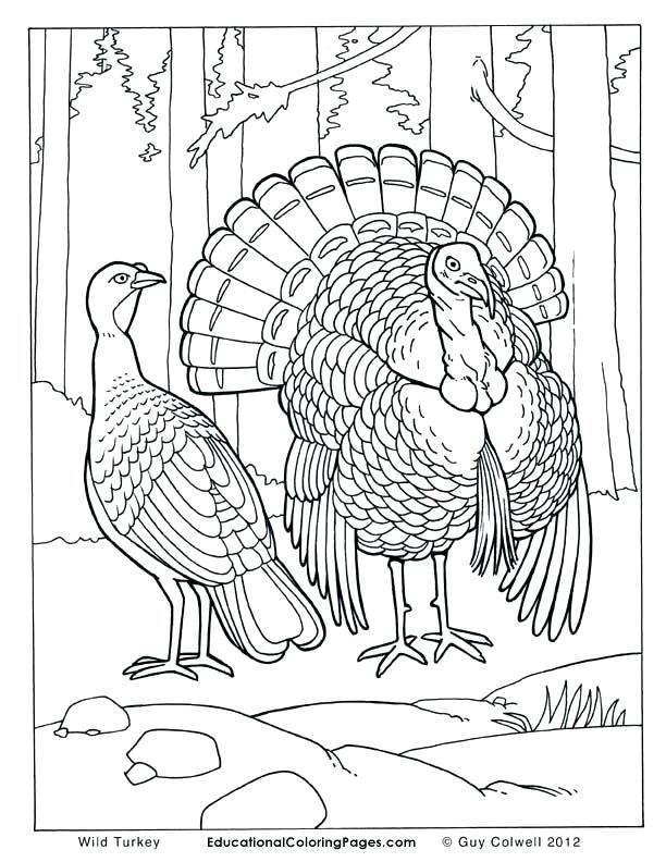 Real Coloring Pages at Free printable colorings