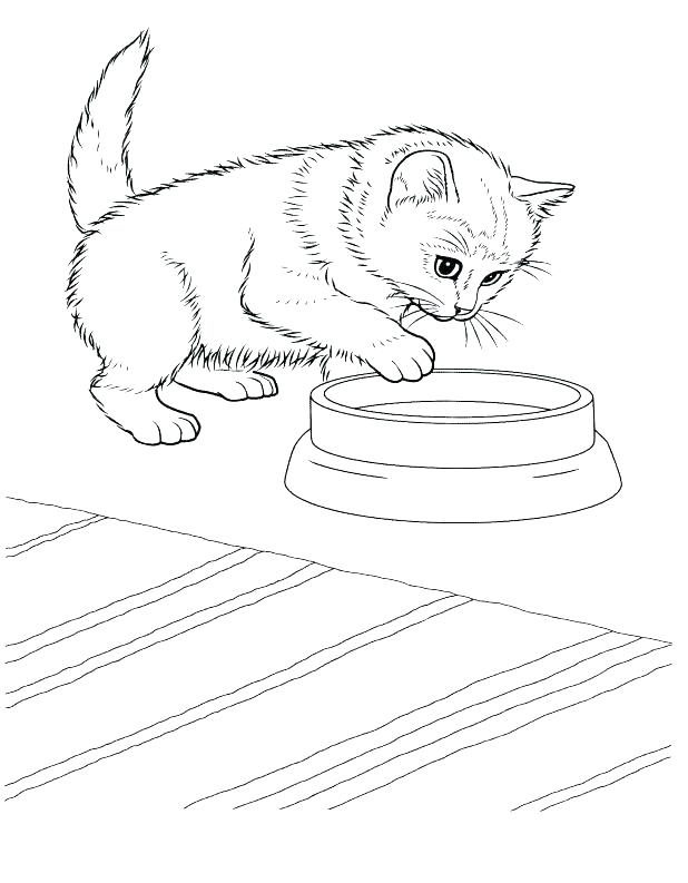 Real Kitten Coloring Pages at GetColorings.com | Free printable