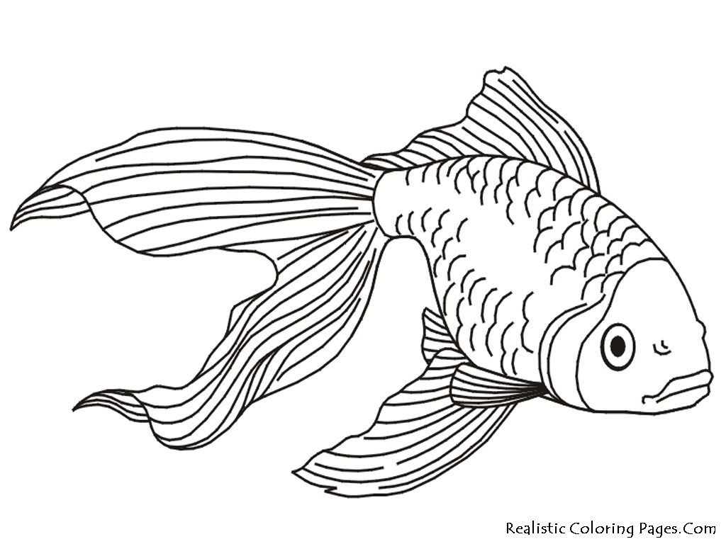 Printable Realistic Animal Coloring Pages at GetColorings com Free