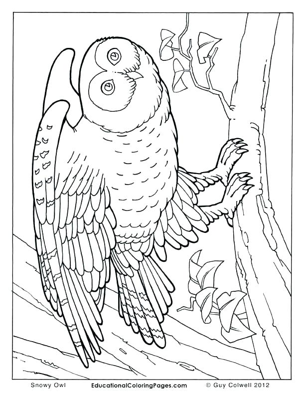 10 Free Realistic Animal Coloring Pages for Unleashing Your Inner Artist