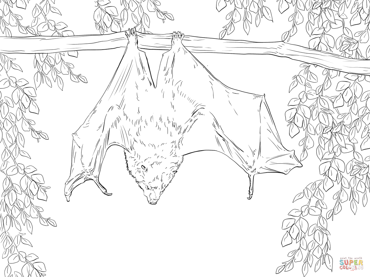 Realistic Bat Coloring Pages At GetColorings Free Printable 