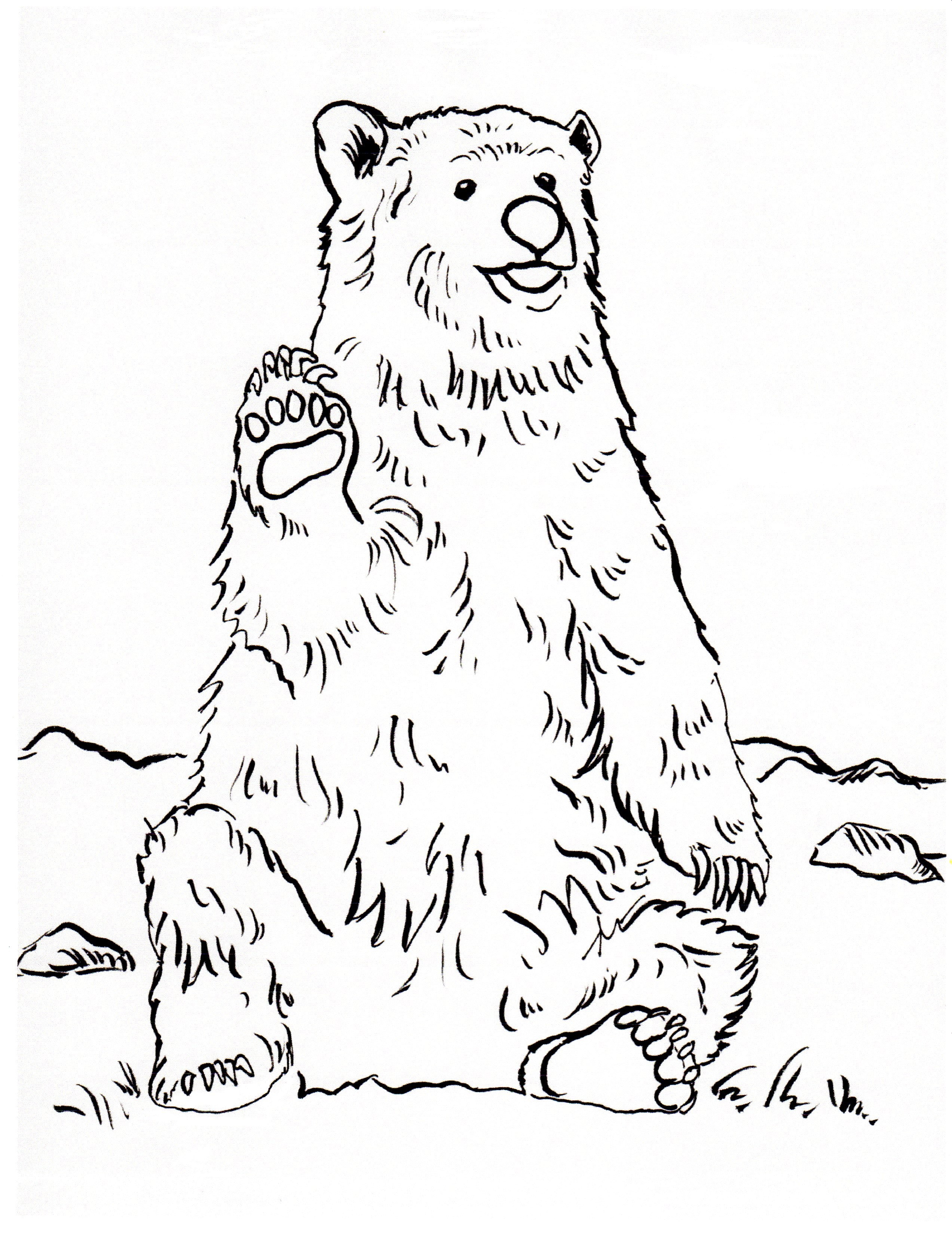 Realistic Bear Coloring Pages at GetColorings.com | Free printable