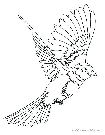 Realistic Bird Coloring Pages at GetColorings.com | Free printable