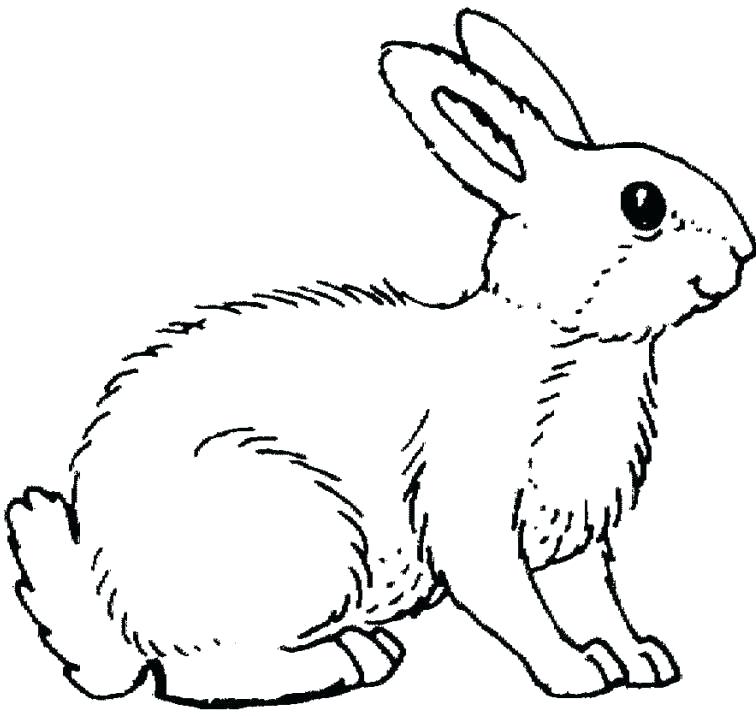 Realistic Bunny Coloring Pages at GetColorings.com | Free printable