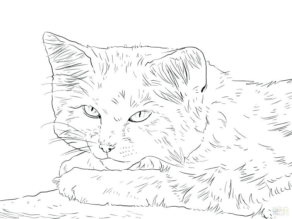 Realistic Cat Coloring Pages Printable at GetColorings.com | Free