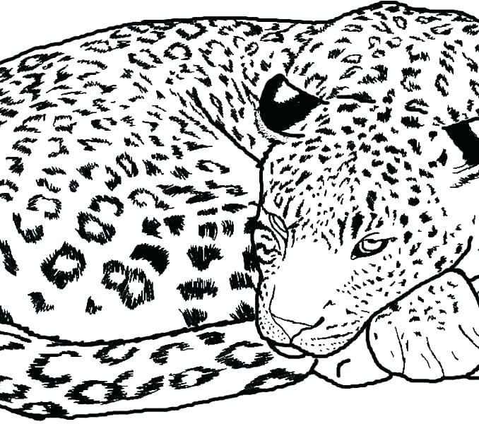 Realistic Cheetah Coloring Pages at GetColorings.com | Free printable