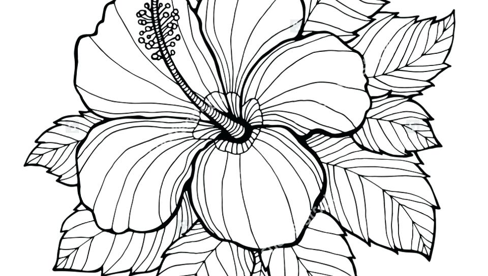 Realistic Coloring Pages For Adults at GetColorings.com | Free