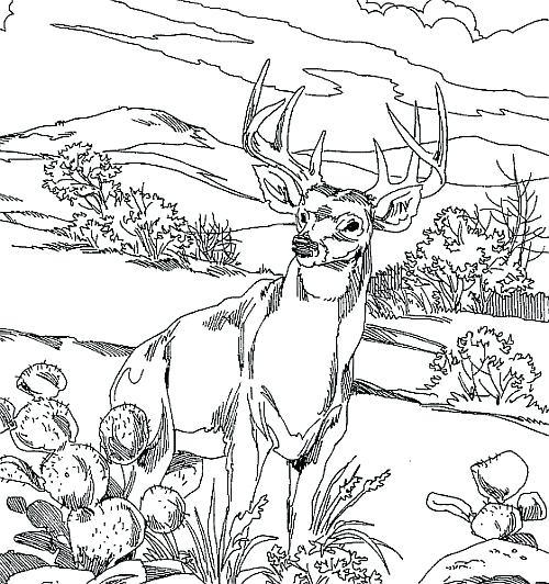 Realistic Deer Coloring Pages at GetColorings.com | Free printable