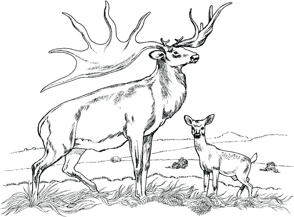 Realistic Deer Coloring Pages at GetColorings.com | Free printable