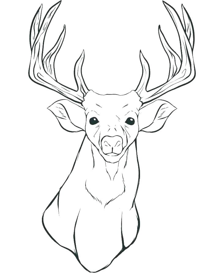 New Realistic Deer Coloring Pages with simple drawing