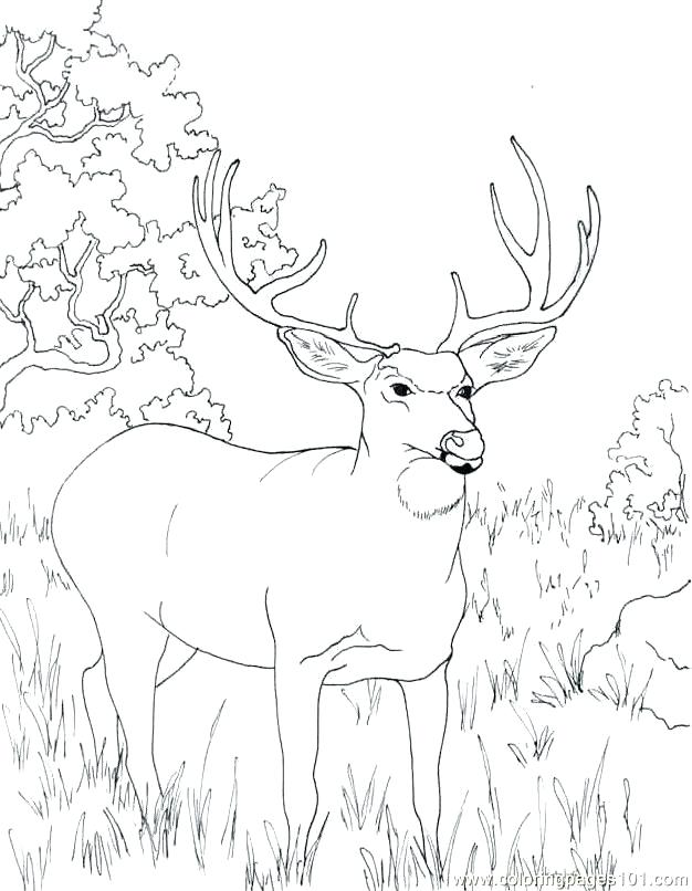 Coloring Pages Of Realistic Deer : adult coloring pages deers - Google