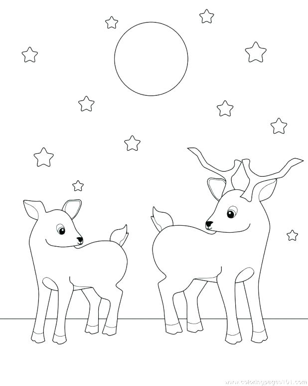 Coloring Pages Of Realistic Deer - Red deer coloring pages download and