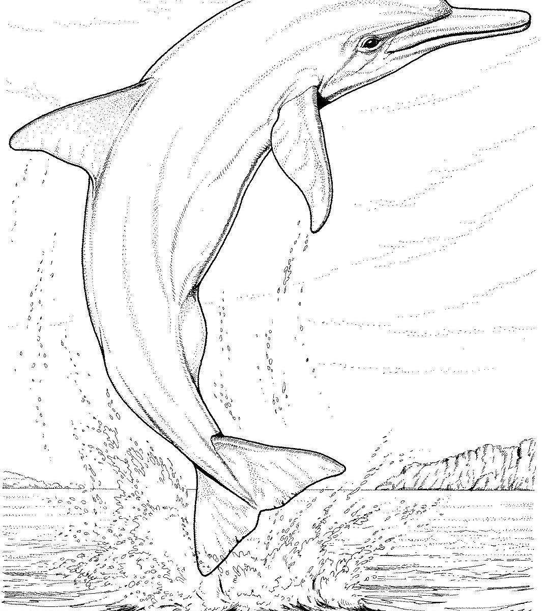 Realistic Dolphin Coloring Pages At GetColoringscom | Free Printable