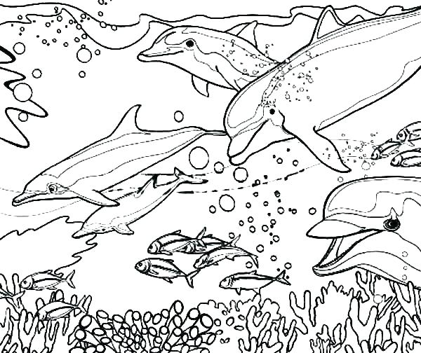 Realistic Dolphin Coloring Pages at GetColorings.com | Free printable