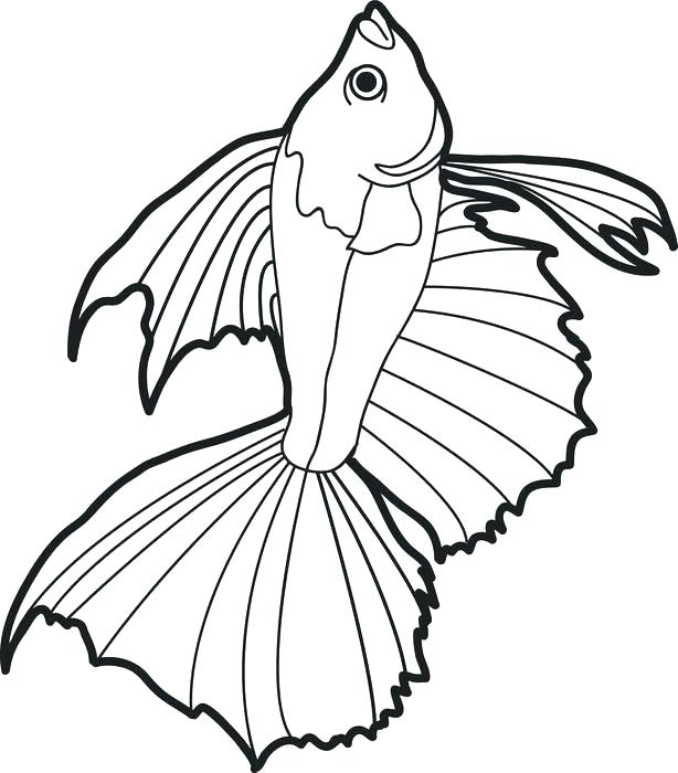 Realistic Fish Coloring Pages At GetColorings Free Printable Colorings Pages To Print And 