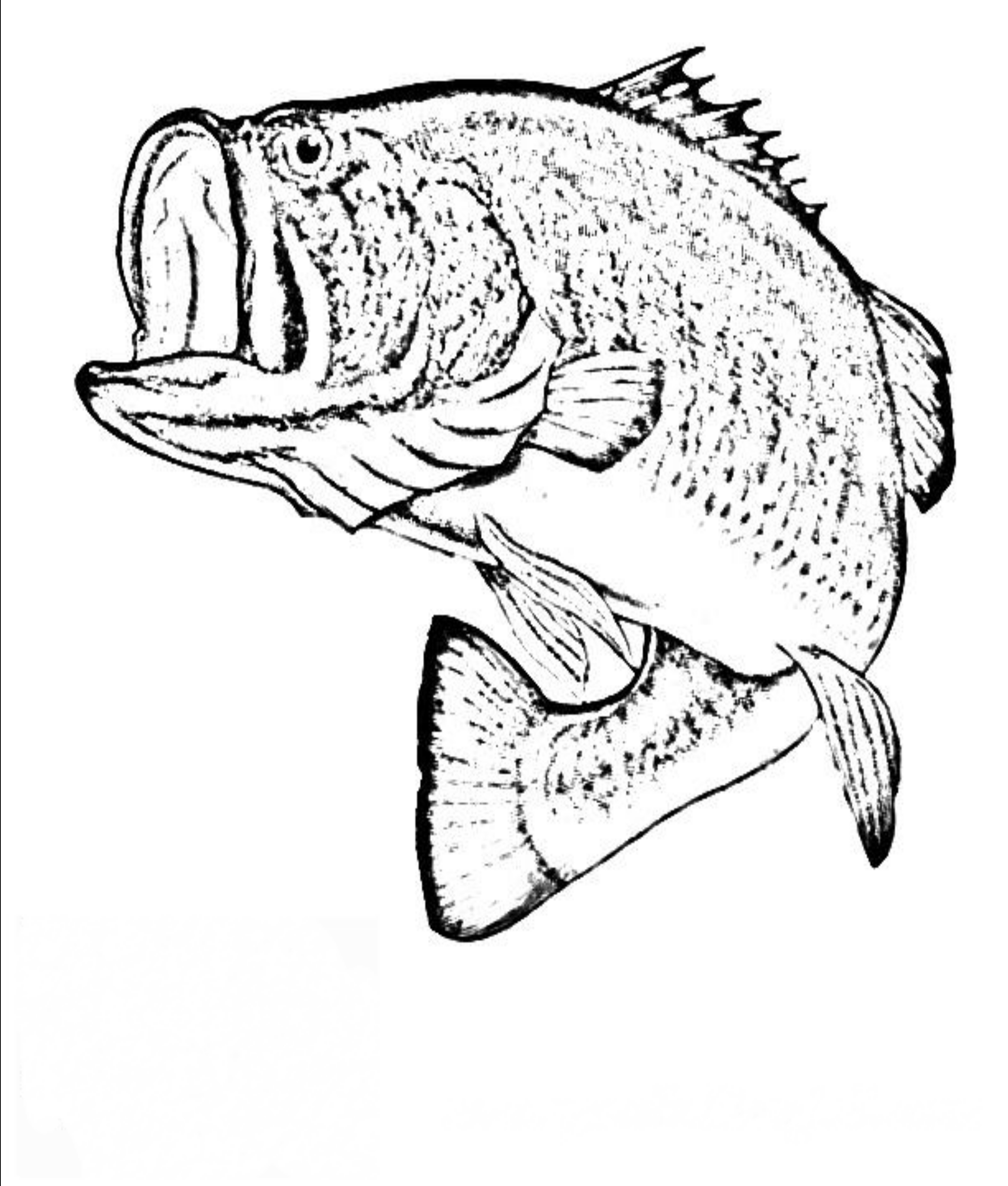 coloring-page-bass-fish-bass-clipart-clipartion-largemouth
