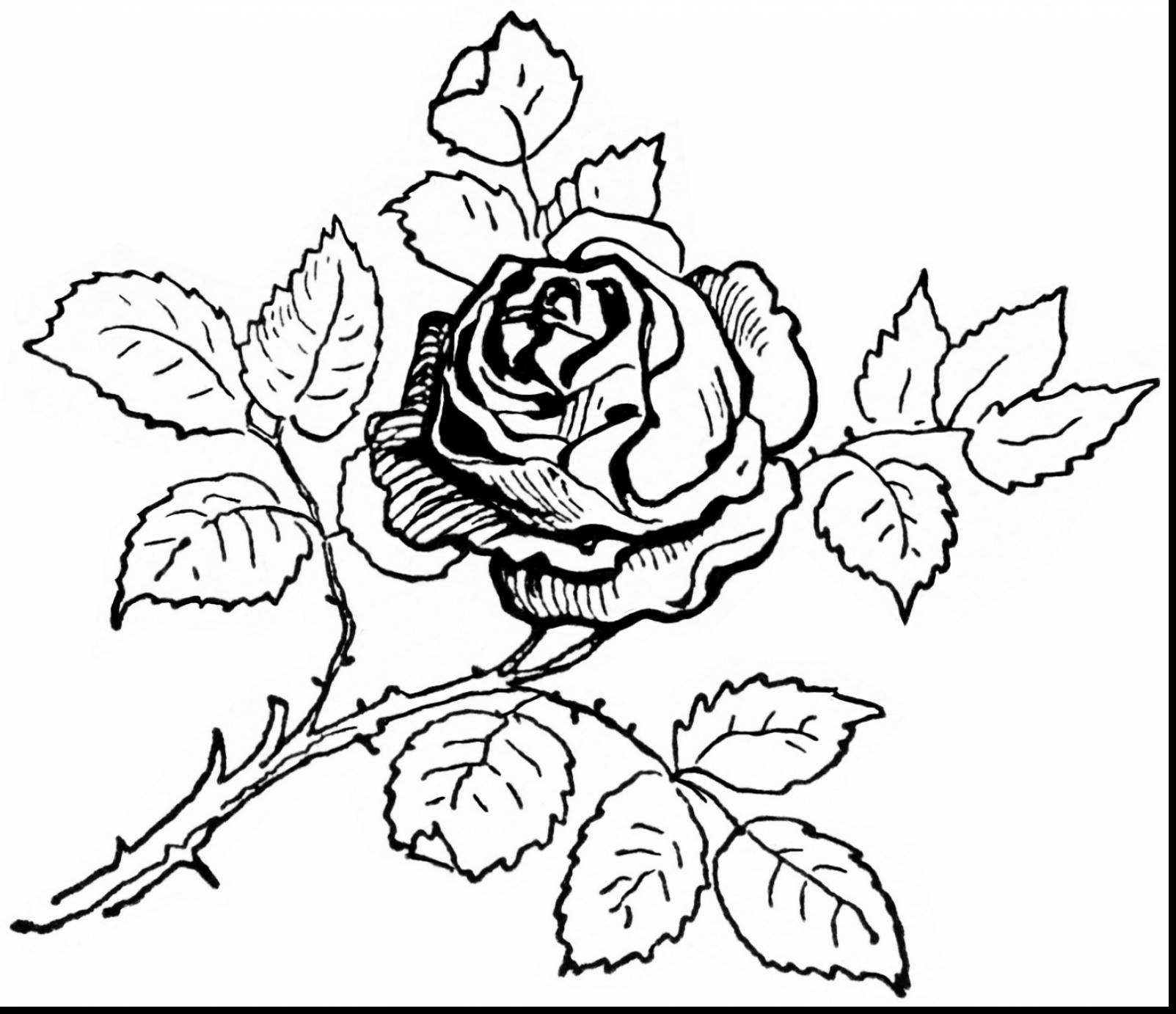 Realistic Flower Coloring Pages at GetColorings.com | Free printable