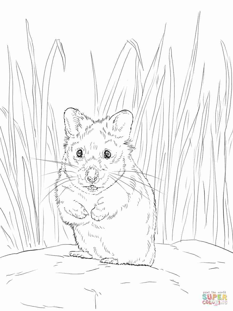 Realistic Hamster Coloring Pages at Free printable