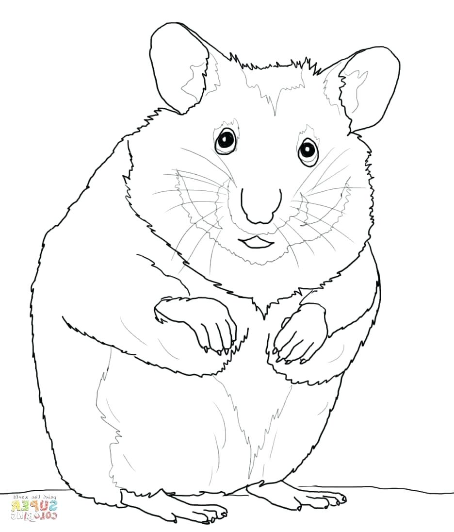 Realistic Hamster Coloring Pages at GetColorings.com | Free printable