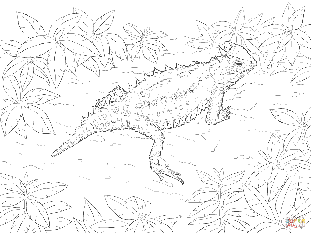 realistic lizard coloring pages at getcolorings  free