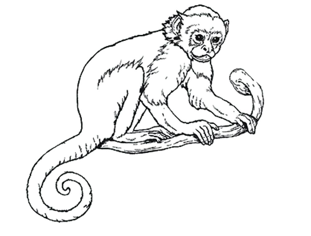 Realistic Monkey Coloring Pages at Free printable