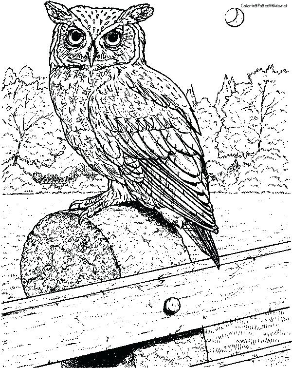 Realistic Owl Coloring Pages At GetColorings Free Printable 