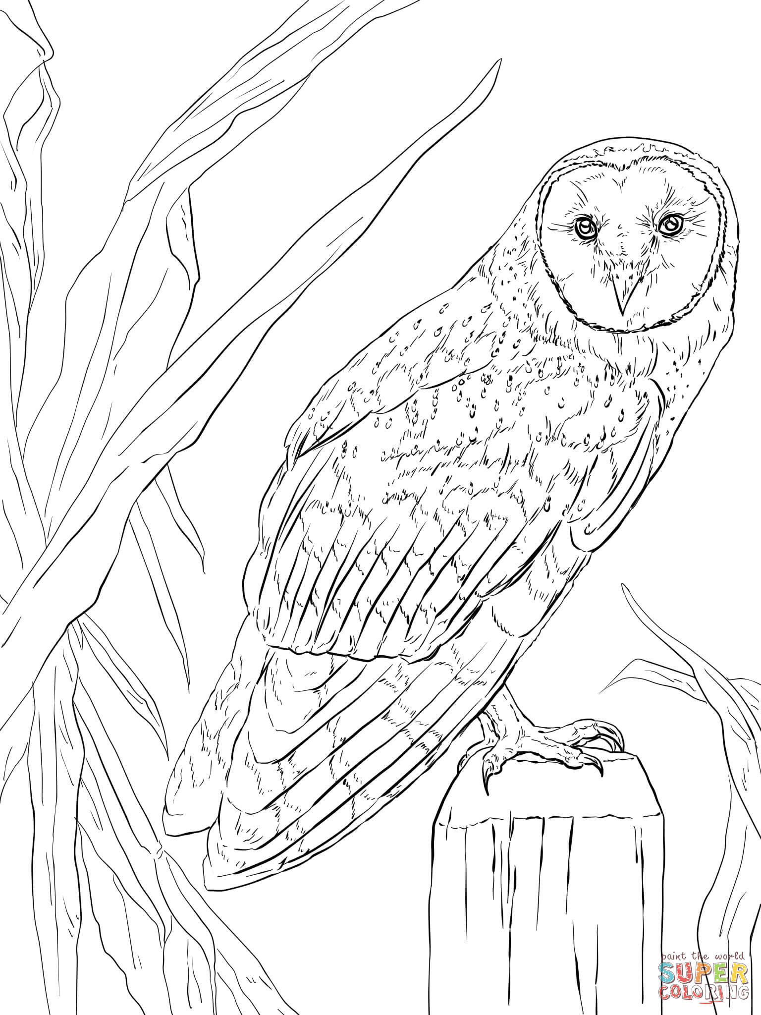 Realistic Owl Coloring Pages at Free printable