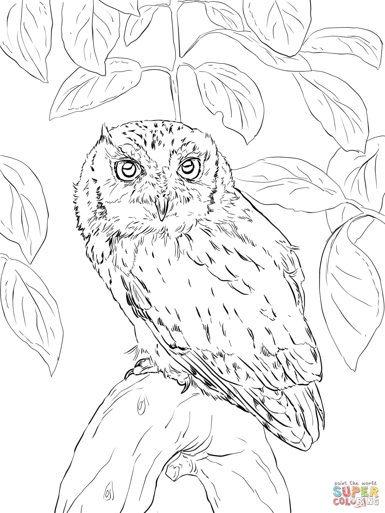 Realistic Owl Coloring Pages at Free printable