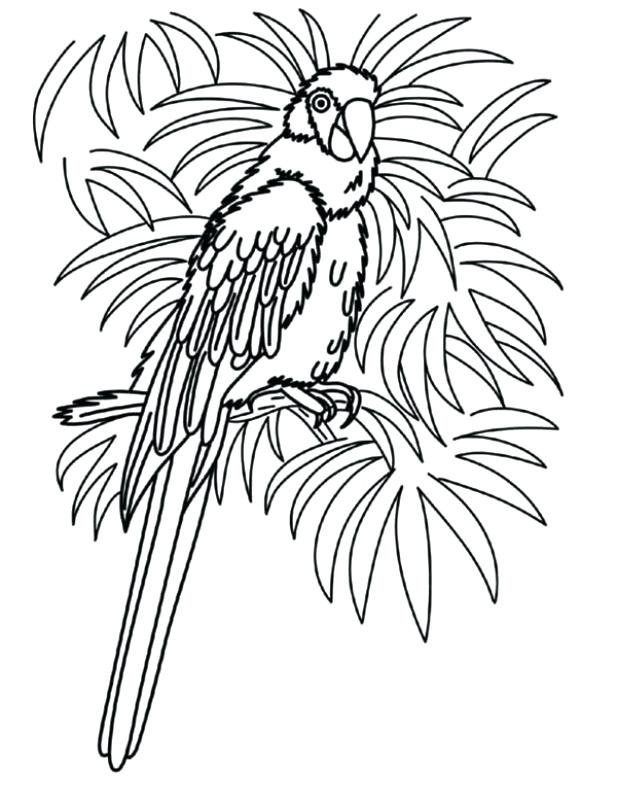 Realistic Parrot Coloring Pages at Free printable