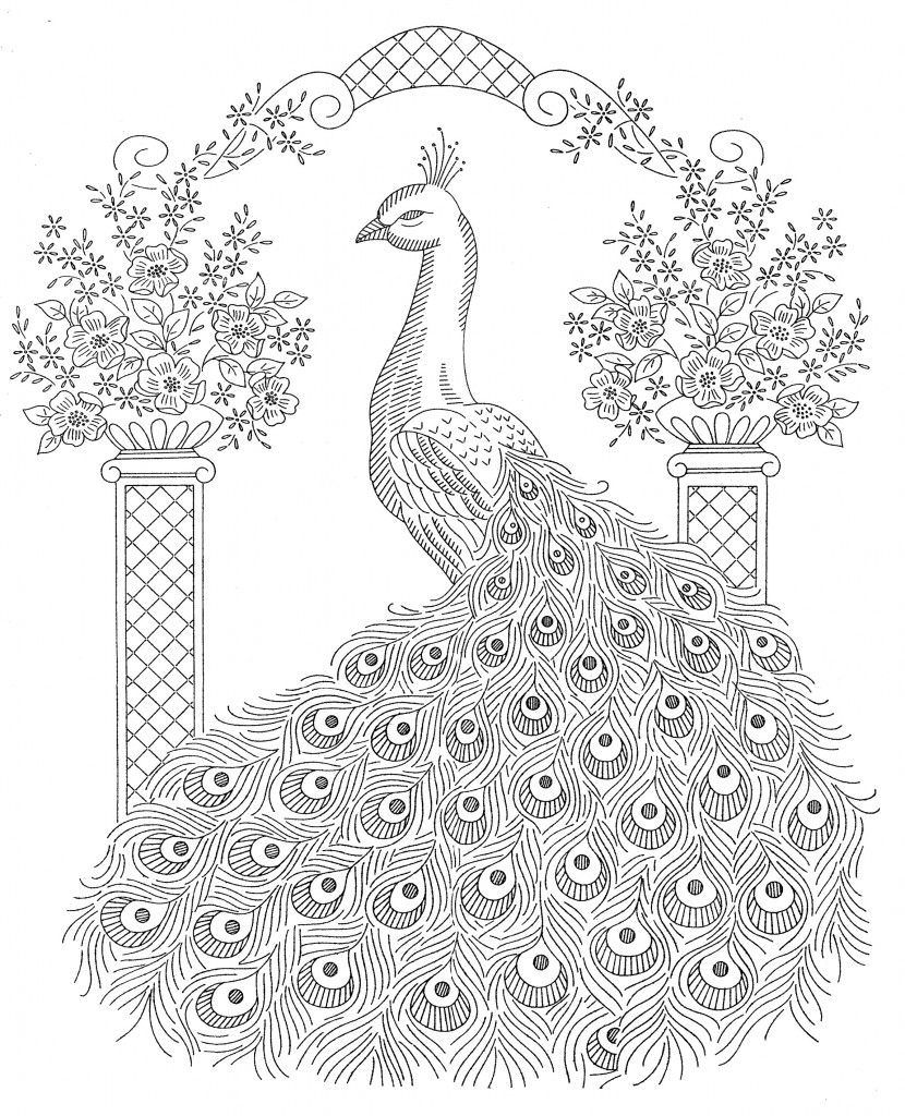 Realistic Peacock Coloring Pages At GetColorings Free Printable 