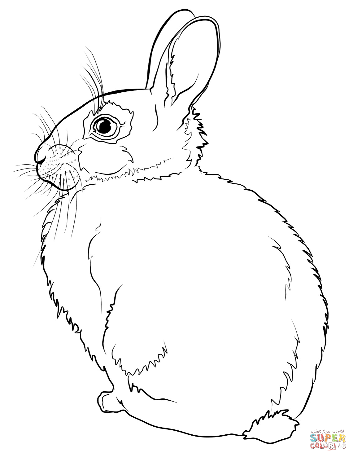 Realistic Rabbit Coloring Pages at GetColorings.com | Free printable