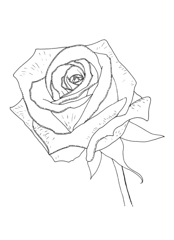 Realistic Rose Coloring Pages at GetColorings.com | Free ...
