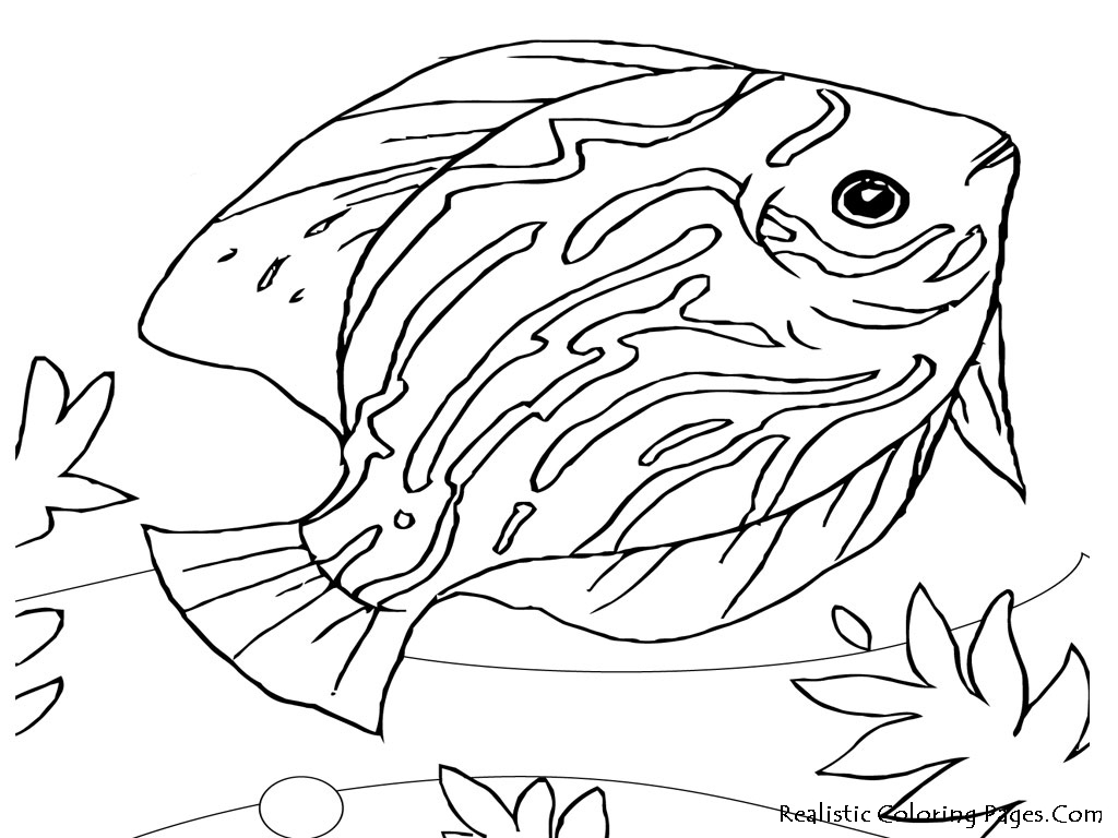 Realistic Sea Life Coloring Pages at GetColorings.com | Free printable