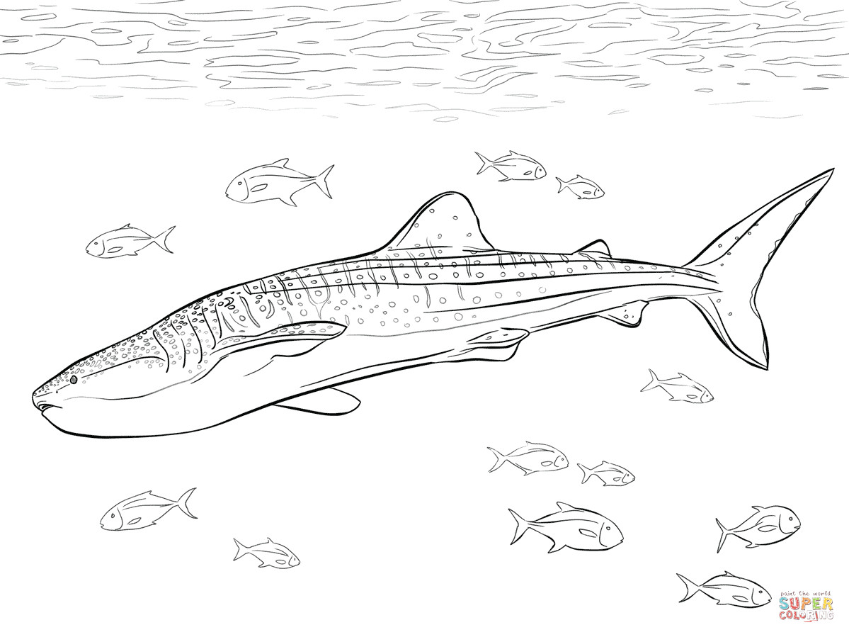1199x899 Realistic Whale Shark Coloring Page Free Printable Pages