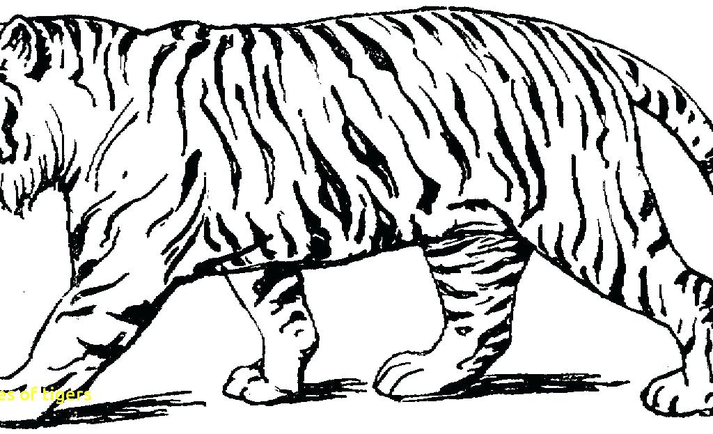 Realistic Tiger Coloring Pages at Free