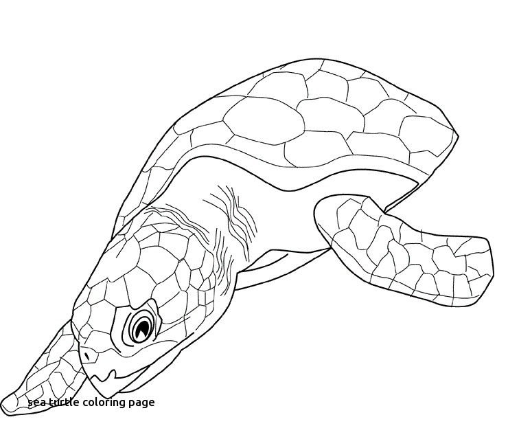 740x636 Turtle Coloring Pages Beautiful Ninja Page Lovely