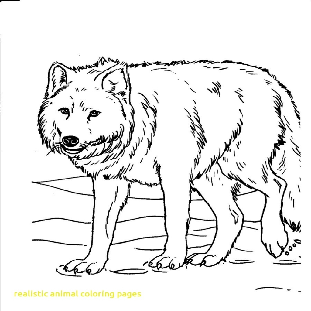 Realistic Wildlife Coloring Pages at GetColorings.com | Free printable