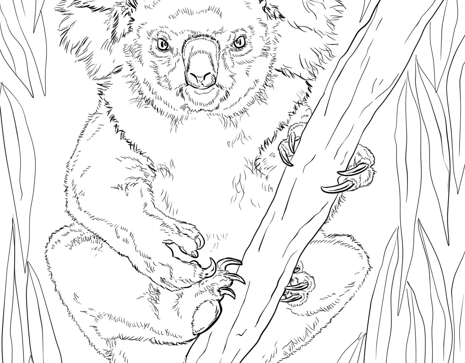 Realistic Wildlife Coloring Pages at GetColorings.com | Free printable