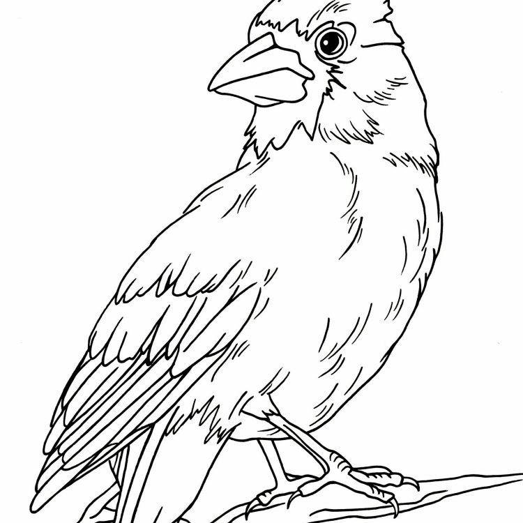 Coloring Page Of A Cardinal Bird / Different Birds Coloring Pages