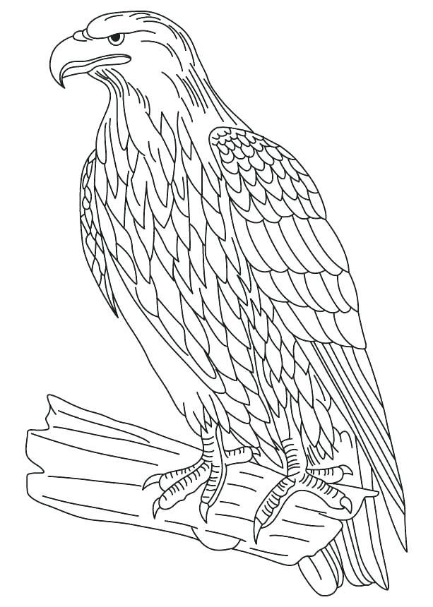 Red Tailed Hawk Coloring Page At GetColorings Free Printable 