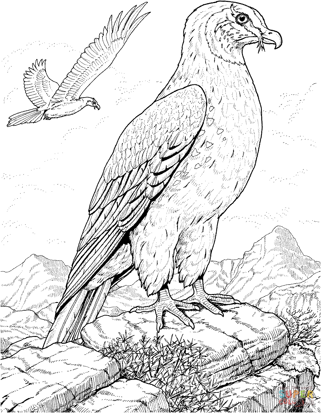 Red Tailed Hawk Coloring Page at GetColorings.com | Free printable