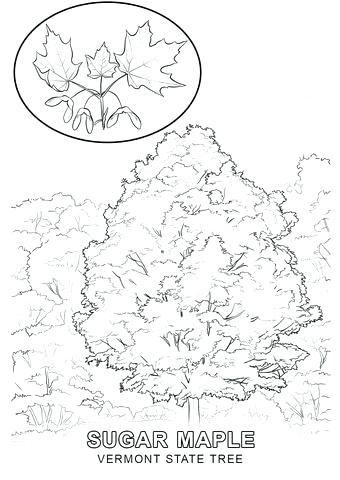 340x480 State Tree Coloring Page Stock Pages