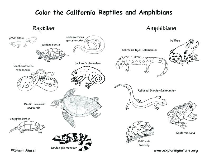 Reptile Coloring Pages at GetColorings.com | Free printable colorings