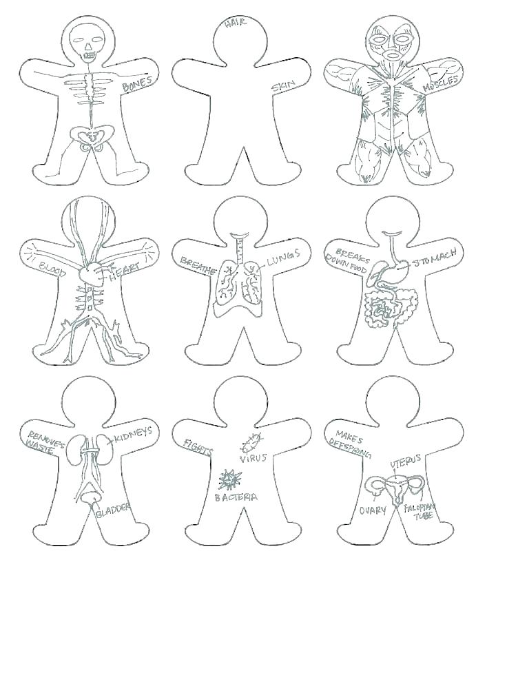 736x1009 Digestive System Coloring Pages Respiratory Page