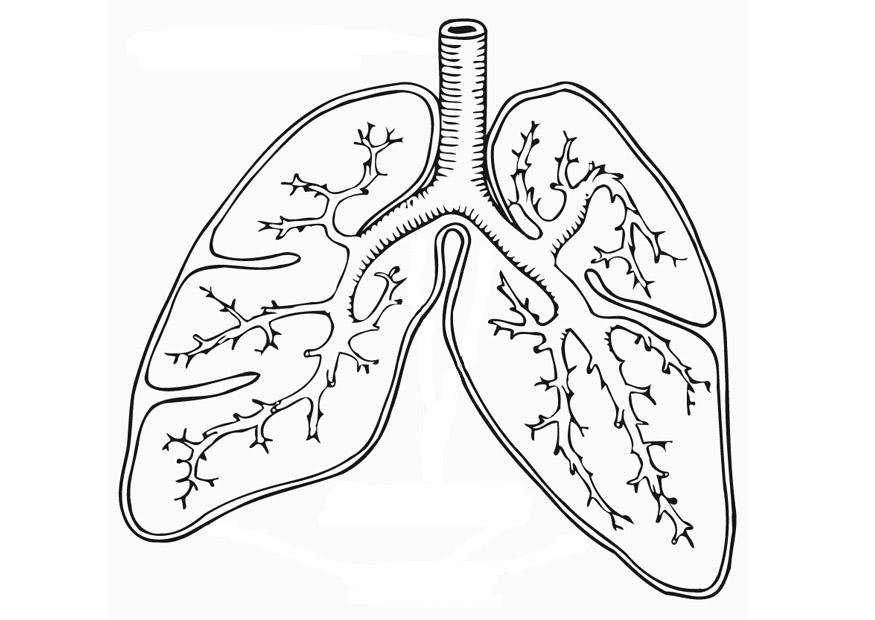 Respiratory System Coloring Page At Getcolorings Free Printable