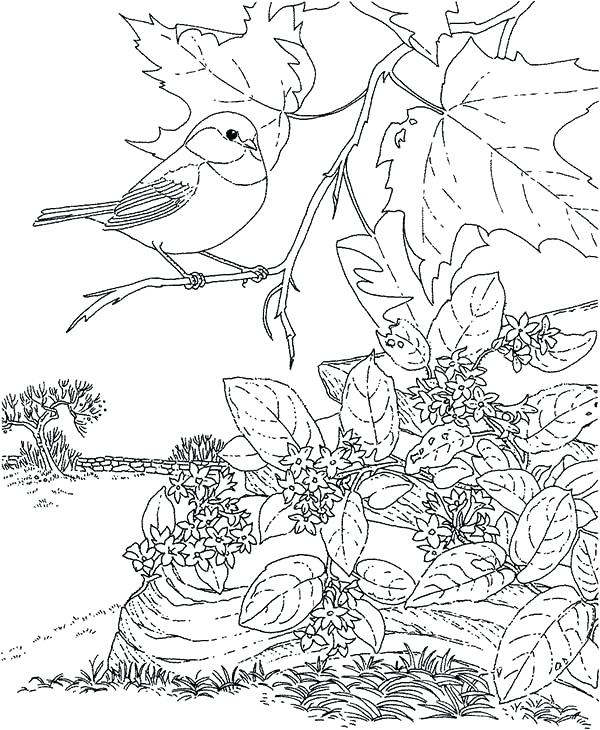 Robin Bird Coloring Pages at GetColorings.com | Free printable